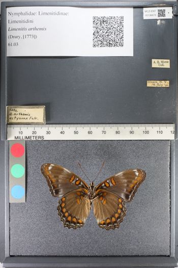 Media type: image;   Entomology 136673